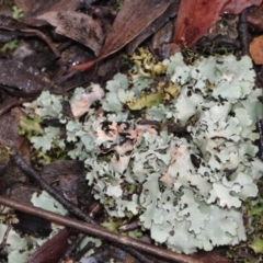 Parmeliaceae (family) (A lichen family) at Point 85 - 18 Nov 2017 by PeteWoodall