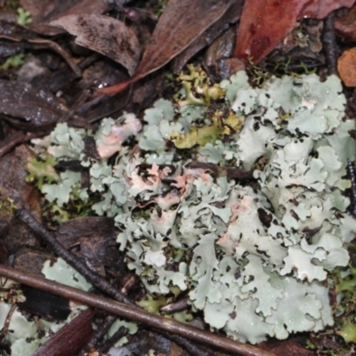 Parmeliaceae (family) (A lichen family) at Point 85 - 17 Nov 2017 by PeteWoodall