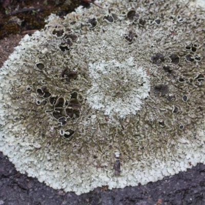 Parmeliaceae (family) (A lichen family) at Bruce, ACT - 18 Nov 2017 by PeteWoodall