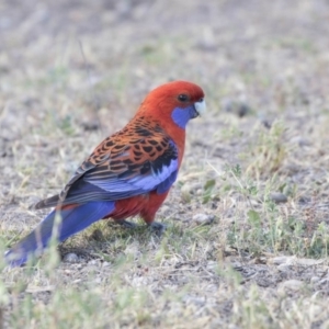 Platycercus elegans at Bruce, ACT - 26 Oct 2018 04:00 PM