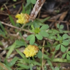 Trifolium campestre (Hop Clover) at Bruce, ACT - 17 Nov 2017 by PeteWoodall