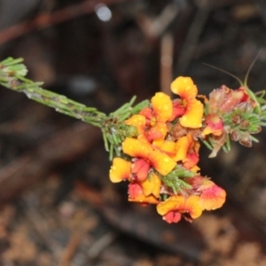 Dillwynia sp. at Bruce, ACT - 18 Nov 2017 07:44 AM