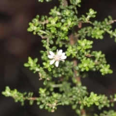 Olearia microphylla (Olearia) at Bruce, ACT - 18 Nov 2017 by PeteWoodall