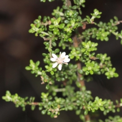 Olearia microphylla (Olearia) at Bruce, ACT - 17 Nov 2017 by PeteWoodall