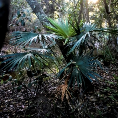 Livistona australis (Australian Cabbage Palm) at Corunna, NSW - 1 Oct 2018 by LocalFlowers