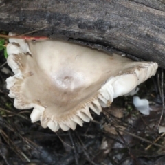 zz agaric (stem; gills white/cream) at Bruce, ACT - 17 Nov 2017 by PeteWoodall