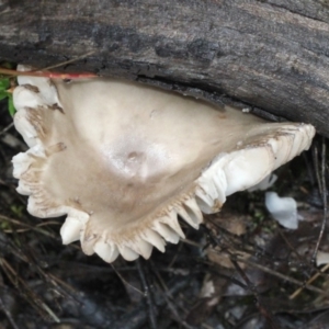 zz agaric (stem; gills white/cream) at Bruce, ACT - 18 Nov 2017