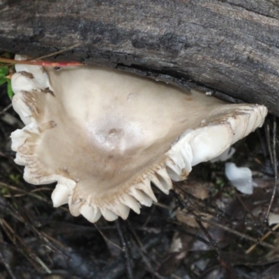 zz agaric (stem; gills white/cream) at Bruce, ACT - 17 Nov 2017 by PeteWoodall