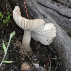 zz agaric (stem; gills white/cream) at Bruce, ACT - 18 Nov 2017