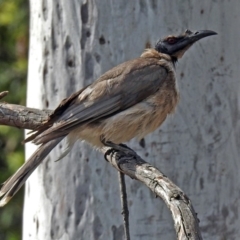 Philemon corniculatus (Noisy Friarbird) at Macarthur, ACT - 27 Oct 2018 by RodDeb