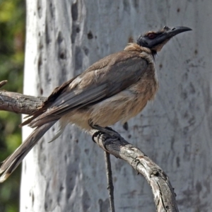 Philemon corniculatus at Macarthur, ACT - 27 Oct 2018