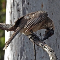 Philemon corniculatus at Macarthur, ACT - 27 Oct 2018