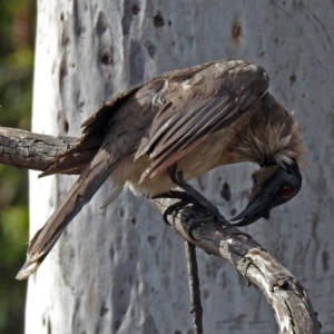 Philemon corniculatus at Macarthur, ACT - 27 Oct 2018 04:05 PM