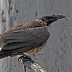 Philemon corniculatus at Macarthur, ACT - 27 Oct 2018