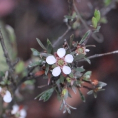 Gaudium multicaule (Teatree) at Bruce, ACT - 18 Nov 2017 by PeteWoodall