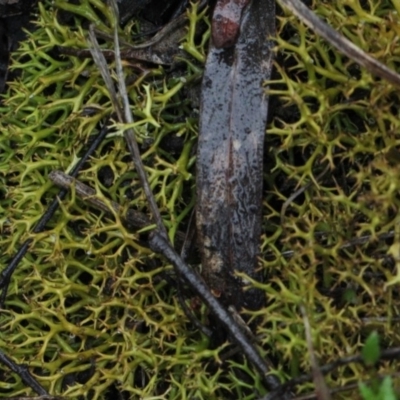 Cladia aggregata (A lichen) at Bruce, ACT - 17 Nov 2017 by PeteWoodall