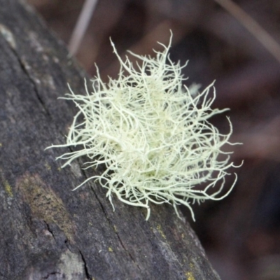 Usnea sp. (genus) (Bearded lichen) at Bruce, ACT - 18 Nov 2017 by PeteWoodall