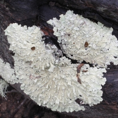 Parmeliaceae (family) (A lichen family) at Bruce, ACT - 17 Nov 2017 by PeteWoodall