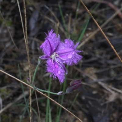 Thysanotus tuberosus subsp. tuberosus (Common Fringe-lily) at Bruce, ACT - 18 Nov 2017 by PeteWoodall