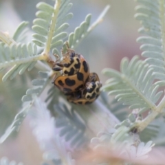 Harmonia conformis (Common Spotted Ladybird) at Gossan Hill - 26 Oct 2018 by AlisonMilton