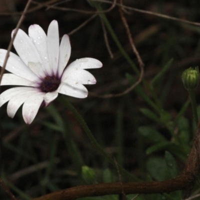 Dimorphotheca ecklonis (South African Daisy) at Bruce, ACT - 17 Nov 2017 by PeteWoodall