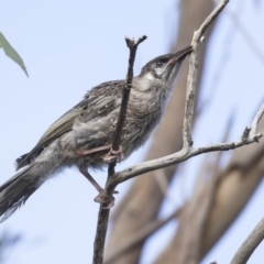 Anthochaera carunculata at Bruce, ACT - 26 Oct 2018