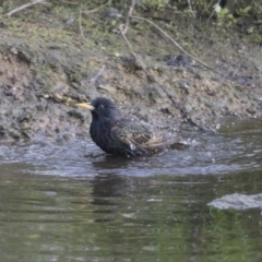 Sturnus vulgaris (Common Starling) at Belconnen, ACT - 26 Oct 2018 by Alison Milton