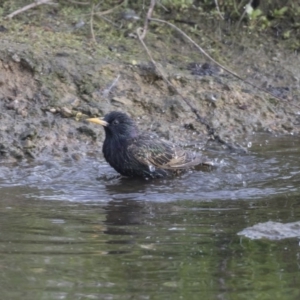 Sturnus vulgaris at Belconnen, ACT - 26 Oct 2018