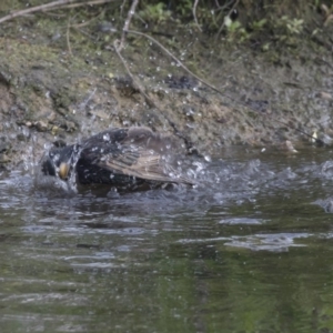 Sturnus vulgaris at Belconnen, ACT - 26 Oct 2018