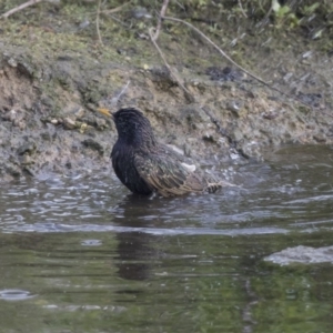 Sturnus vulgaris at Belconnen, ACT - 26 Oct 2018