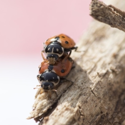 Hippodamia variegata (Spotted Amber Ladybird) at Higgins, ACT - 24 Oct 2018 by AlisonMilton