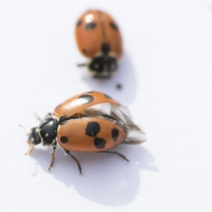 Hippodamia variegata at Higgins, ACT - 24 Oct 2018