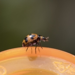 Coccinella transversalis at Higgins, ACT - 24 Oct 2018