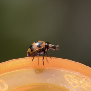 Coccinella transversalis at Higgins, ACT - 24 Oct 2018