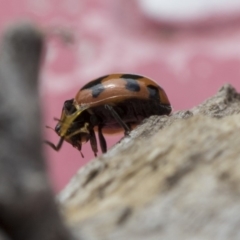 Coccinella transversalis at Higgins, ACT - 24 Oct 2018