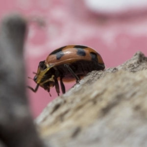 Coccinella transversalis at Higgins, ACT - 24 Oct 2018