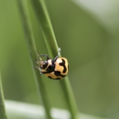 Coccinella transversalis at Higgins, ACT - 24 Oct 2018