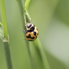 Coccinella transversalis at Higgins, ACT - 24 Oct 2018