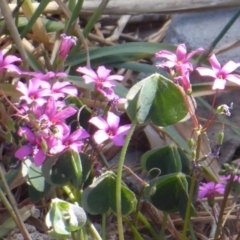 Oxalis articulata at Dunlop, ACT - 25 Oct 2018 02:52 PM