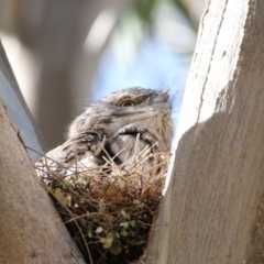 Podargus strigoides (Tawny Frogmouth) at Acton, ACT - 18 Oct 2018 by AlisonMilton