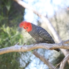 Callocephalon fimbriatum (Gang-gang Cockatoo) at Acton, ACT - 18 Oct 2018 by AlisonMilton