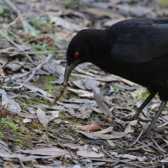 Corcorax melanorhamphos (White-winged Chough) at Hackett, ACT - 18 Oct 2018 by Alison Milton