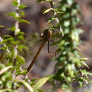 Hemicordulia tau at Acton, ACT - 26 Oct 2018 12:05 PM