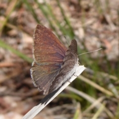 Erina hyacinthina (Varied Dusky-blue) at Point 4999 - 26 Oct 2018 by Christine