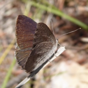 Erina hyacinthina at Point 4999 - 26 Oct 2018 01:24 PM