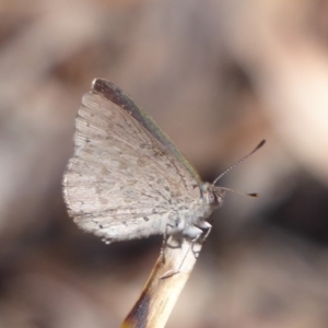 Erina hyacinthina at Point 4999 - 26 Oct 2018 01:24 PM