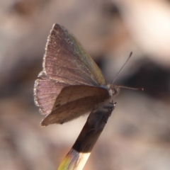 Erina hyacinthina at Point 4999 - 26 Oct 2018 01:24 PM