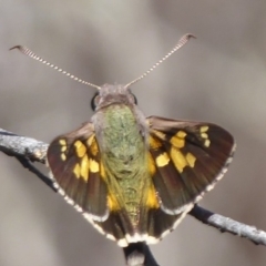 Trapezites phigalioides (Montane Ochre) at Hackett, ACT - 26 Oct 2018 by Christine