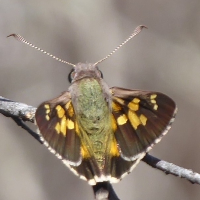 Trapezites phigalioides (Montane Ochre) at Hackett, ACT - 26 Oct 2018 by Christine