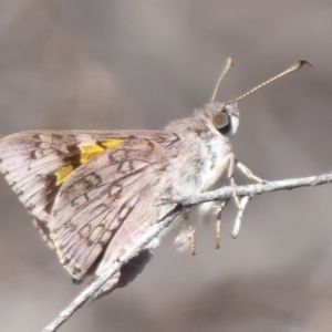 Trapezites phigalioides at Hackett, ACT - 26 Oct 2018 01:49 PM